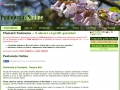 Paulownia